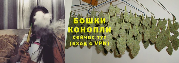 сатива Беломорск